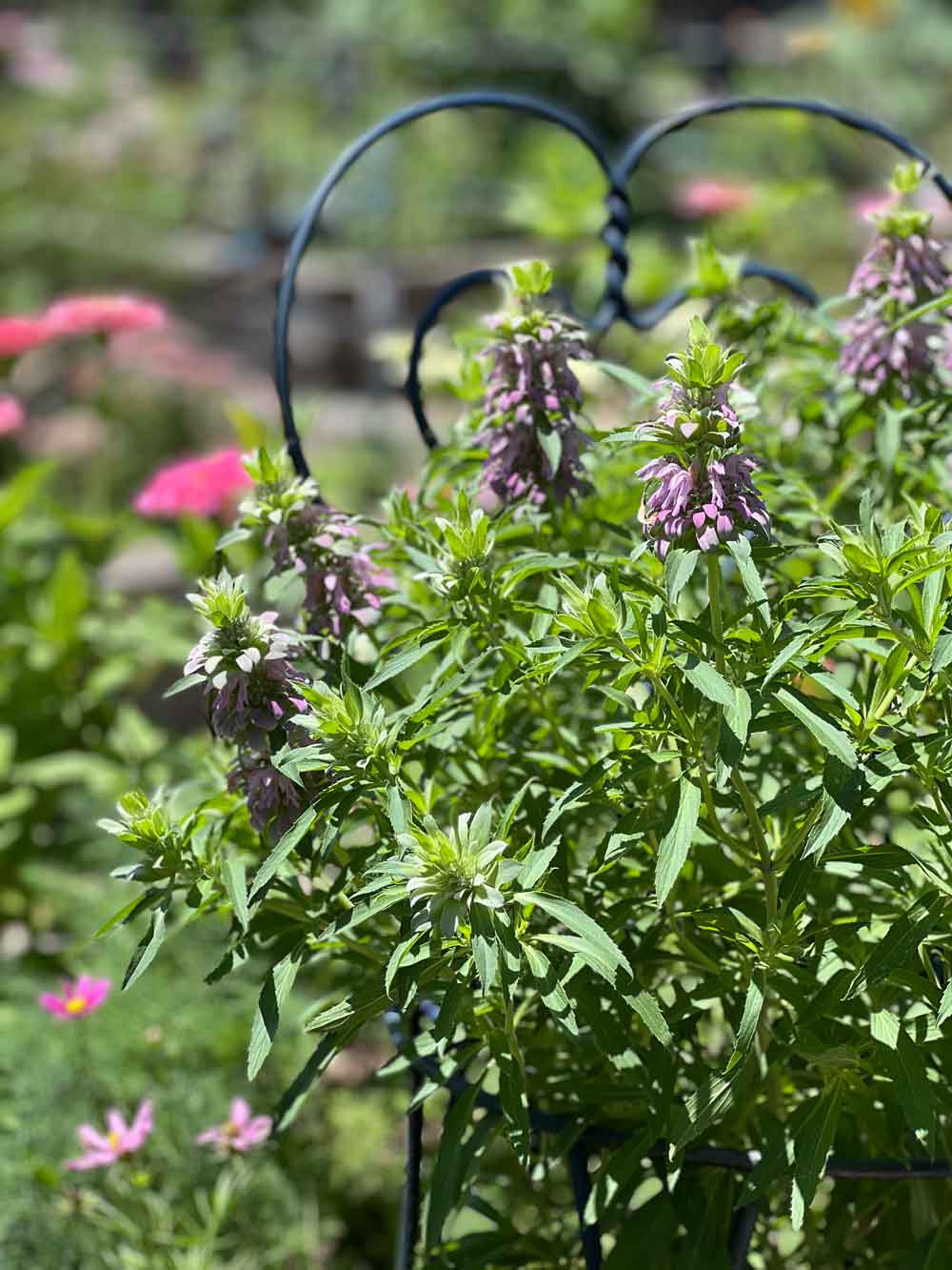 Bee balm in raised bed