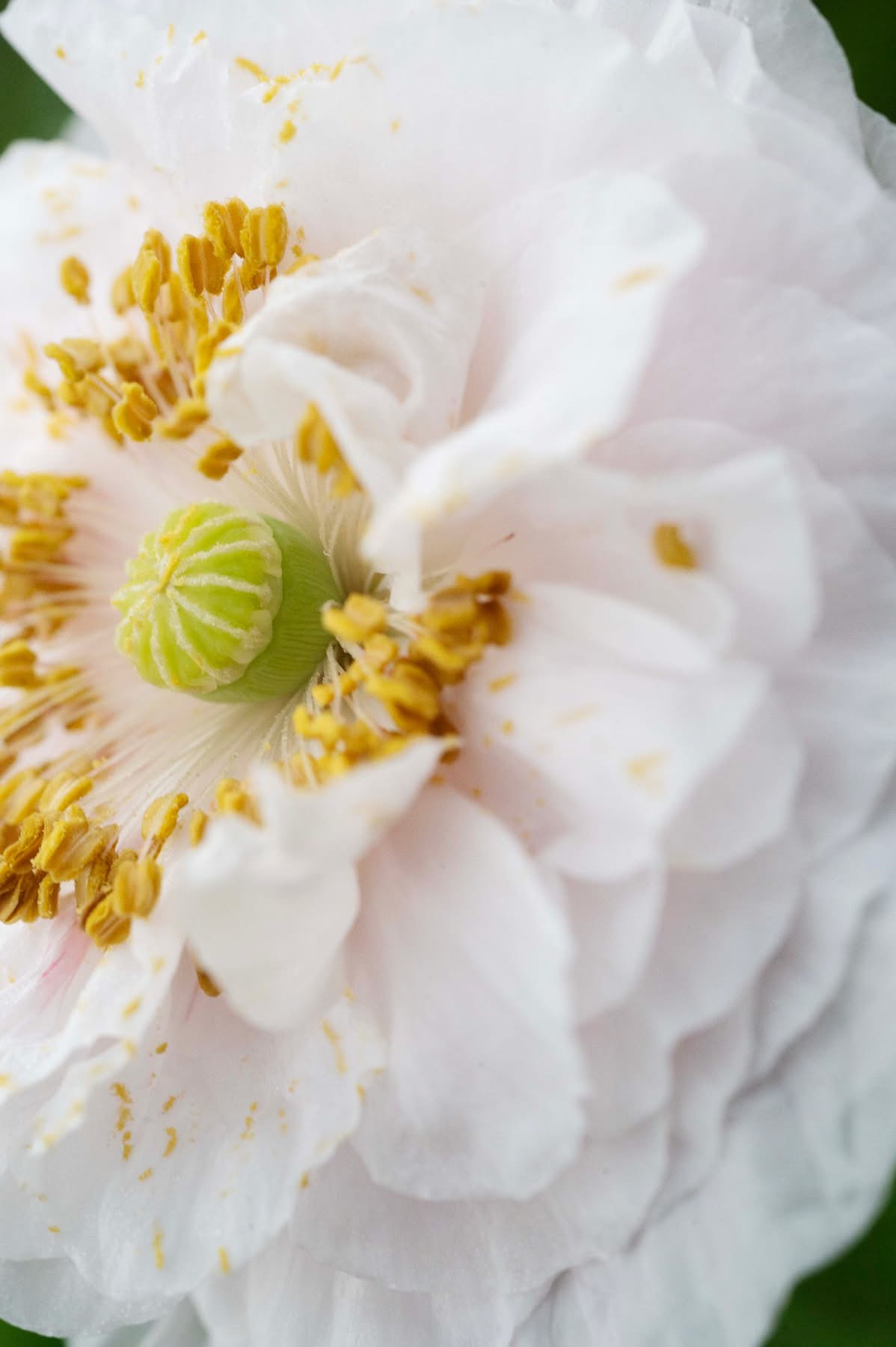 close up of white zinnia
