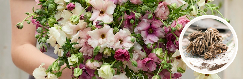 Butterfly Ranunculus Bulbs