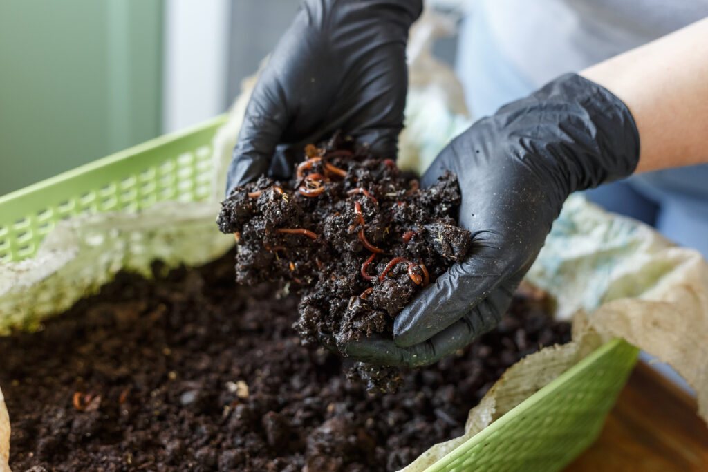 Two gloved hands holding soil filled with worms over a green basket filled with the same soil and worms