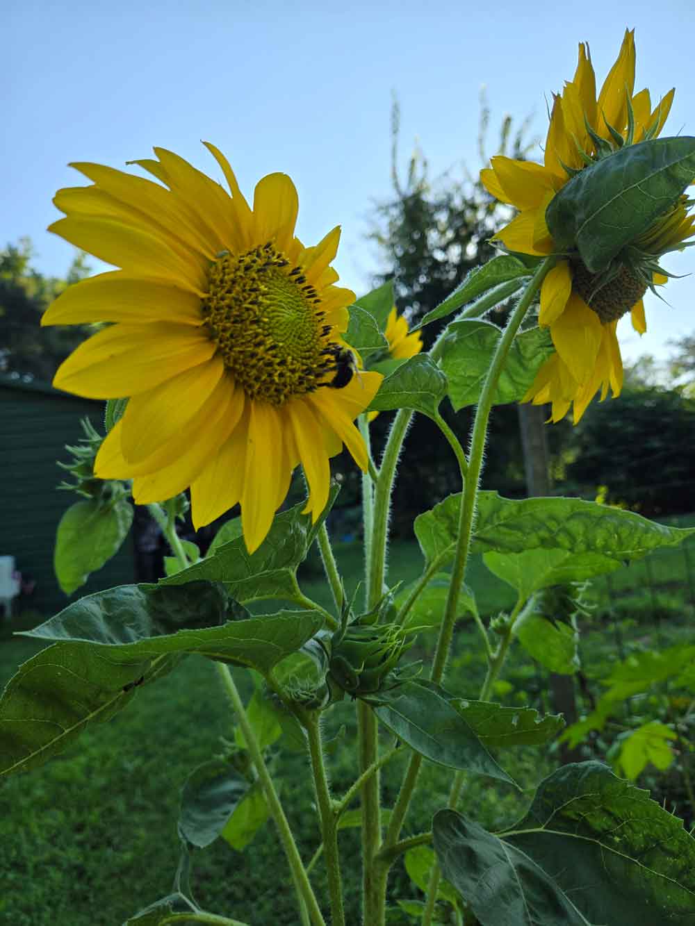 Sunflower lover