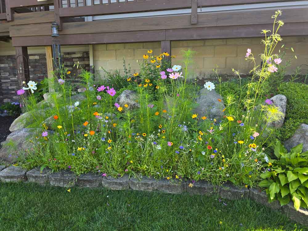 Colorado Wildflower Mix in MidMichigan!