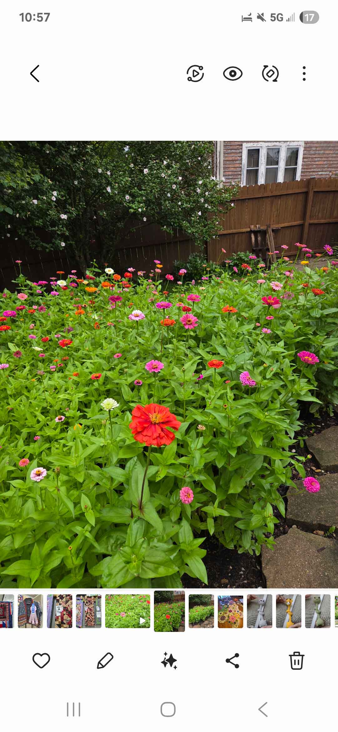 My Field of Zinnias.