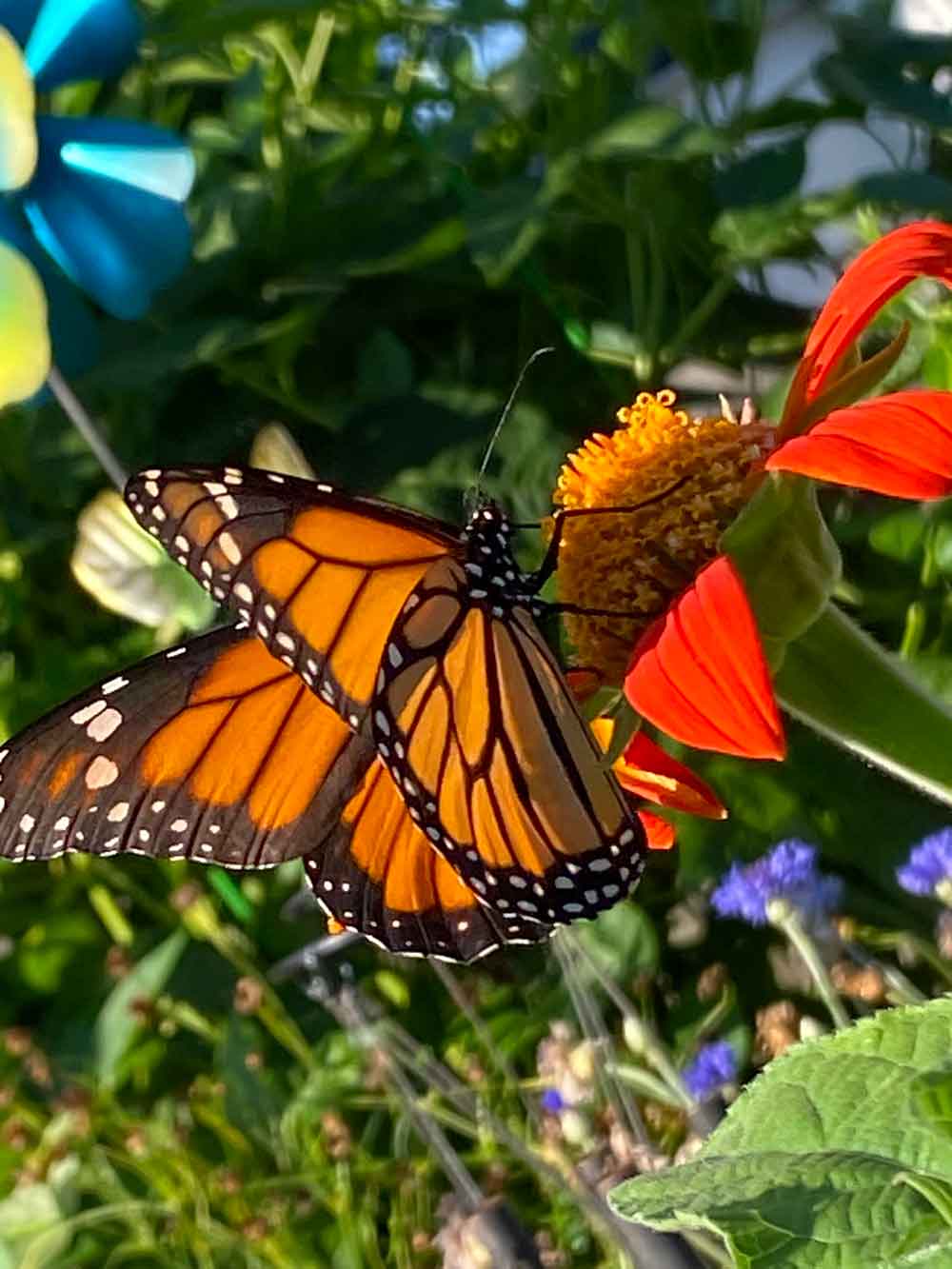 Monarch on Mexican Sunflower