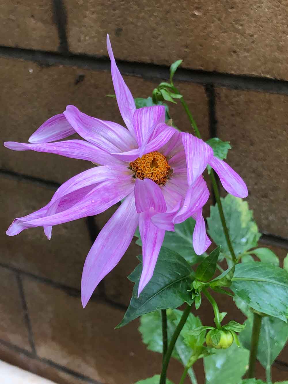 Dahlia