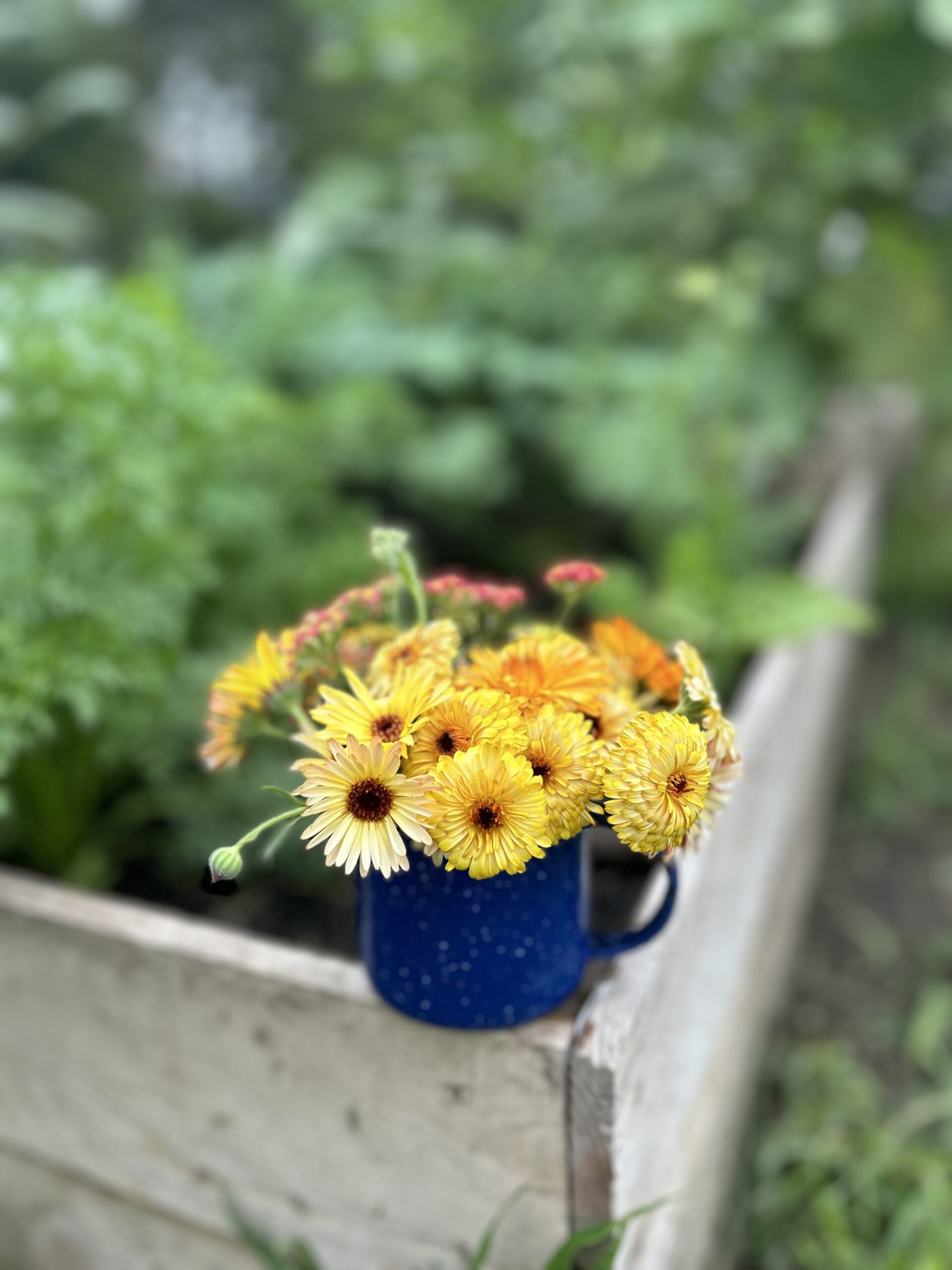 Calendula