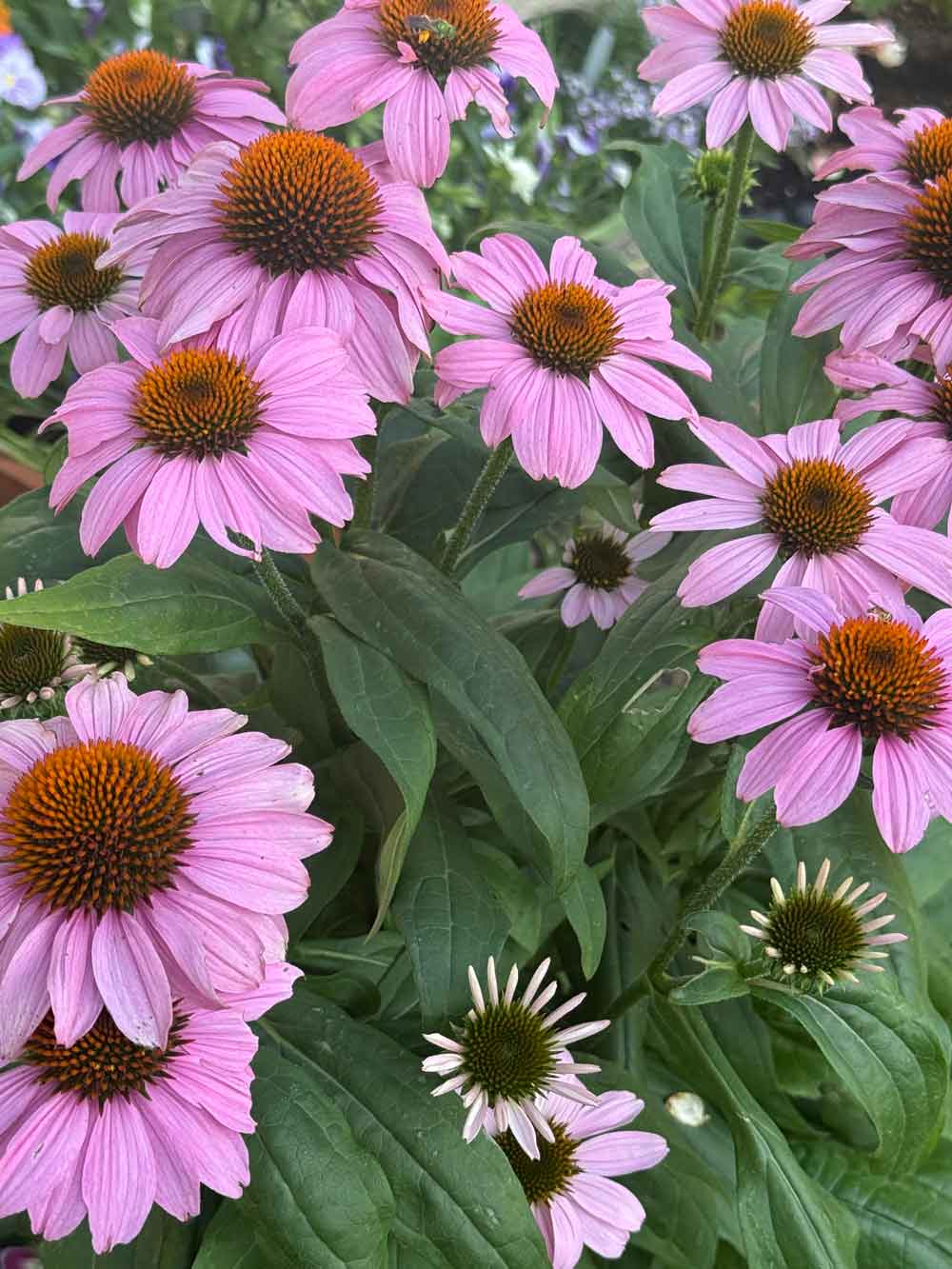 purple coneflower