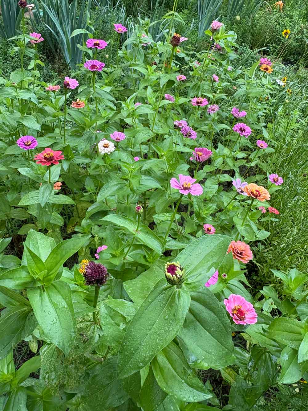 First year as the Merry Meadow Maker