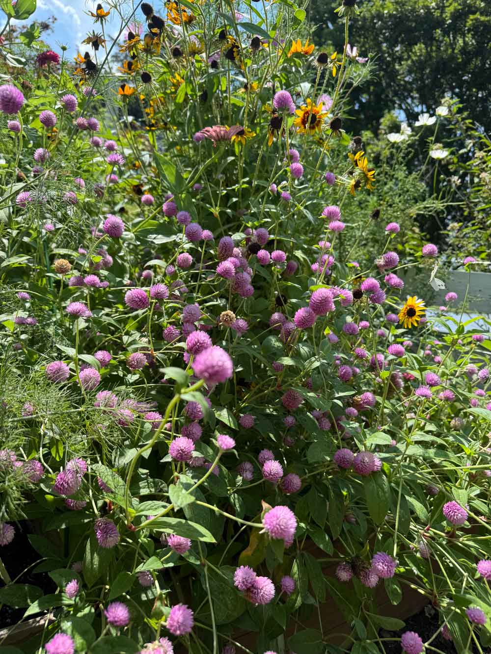 Pollinators Dream