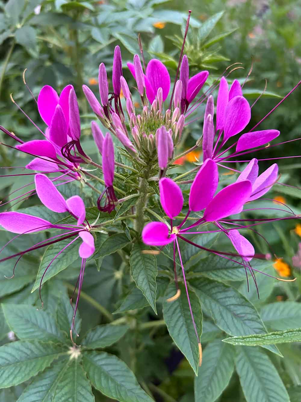 Mauve cleome