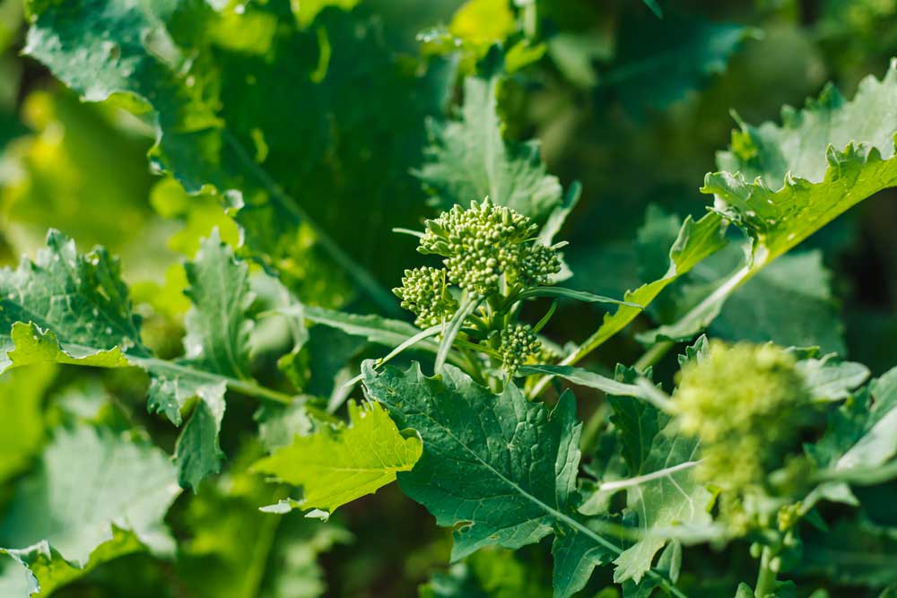 green broccoli floret on the plant