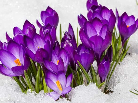 Fall Bulbs for Early Spring Blooms