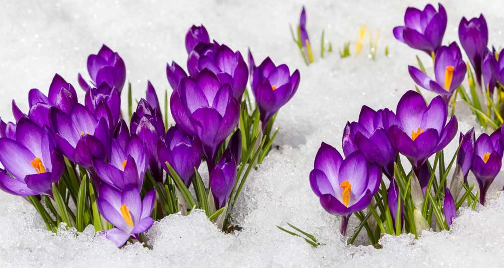 purple crocus blooms blooming in snow