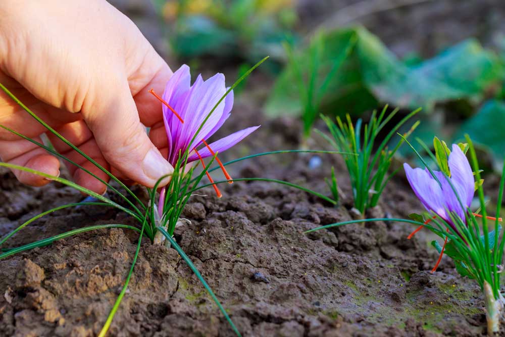 hand harvesting saffron crocus bloom from the ground