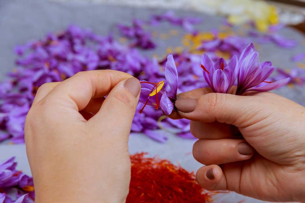 hands harvesting the saffron from the crocus bloom