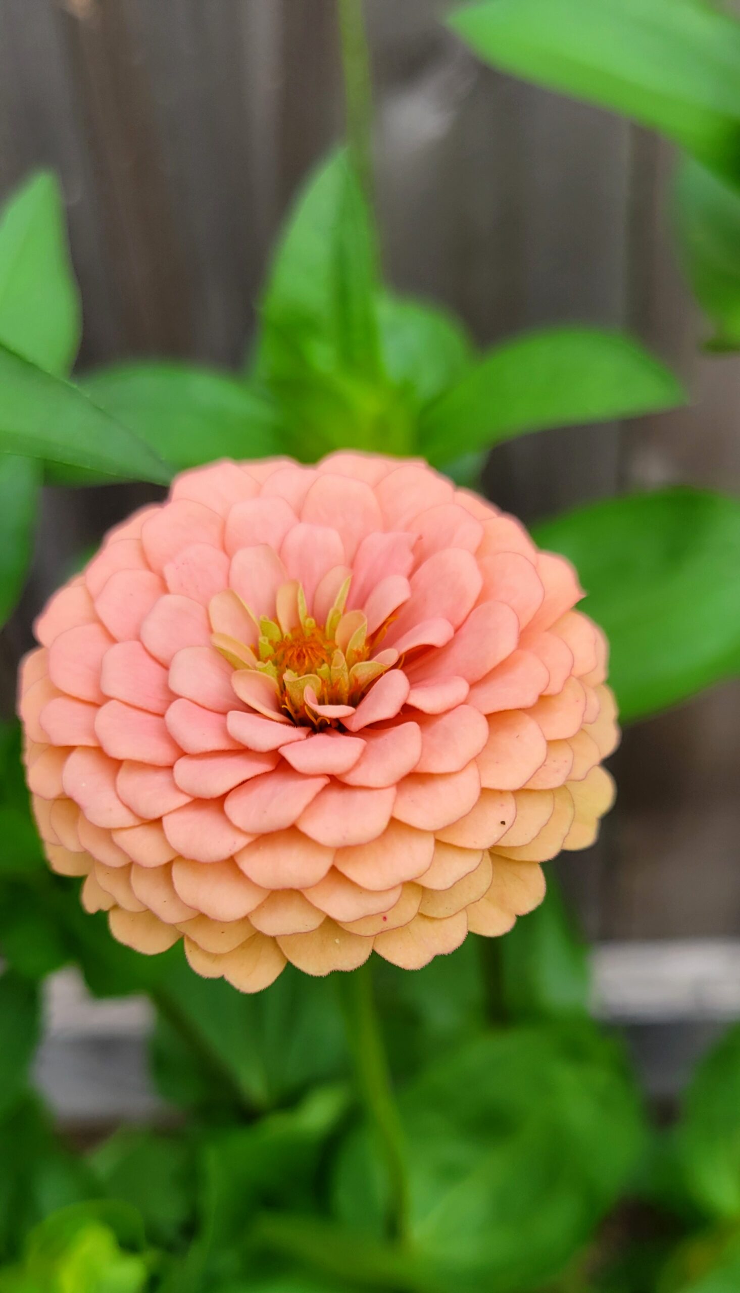 Close-up of Oklahoma Salmon Zinnia