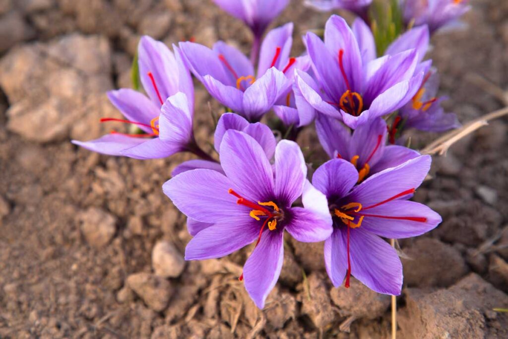purple saffron crocus blooms