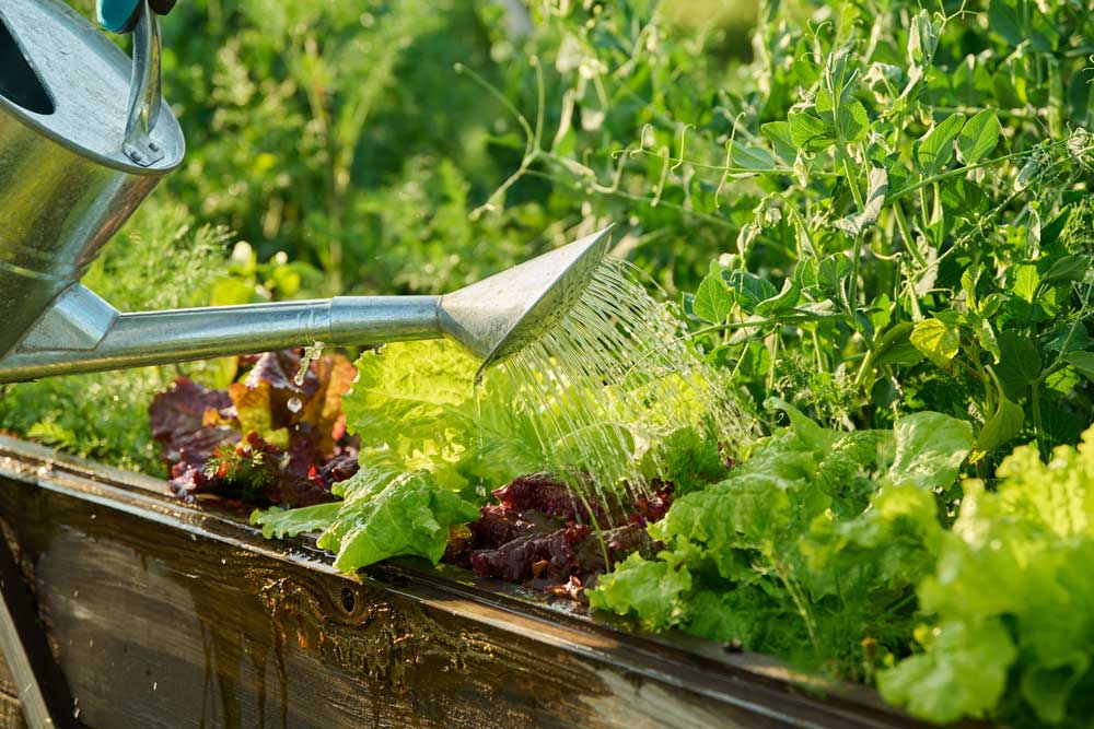 a metal watering can with lettuce and peas in raised garden bed enriching soil for next succession planting