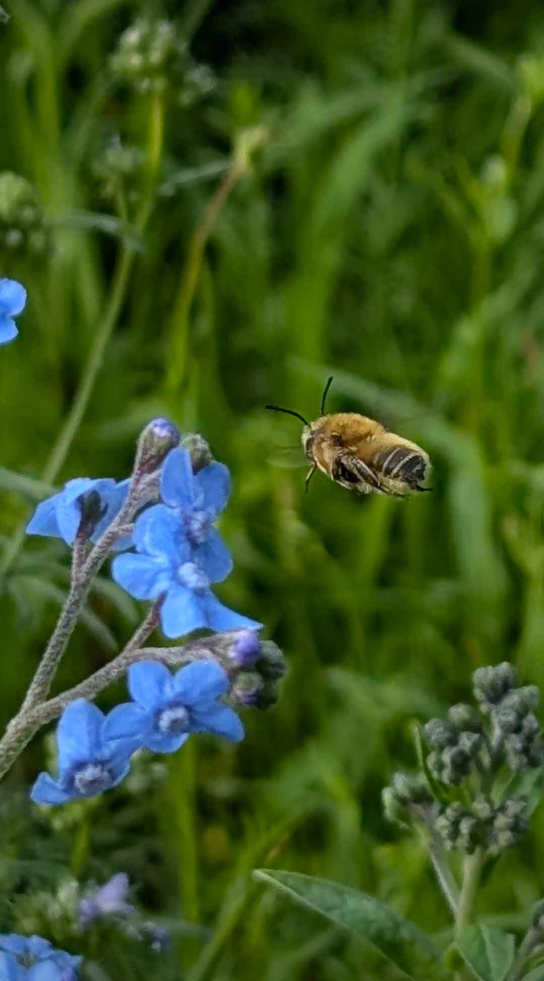 Forget-me-nots Fly In