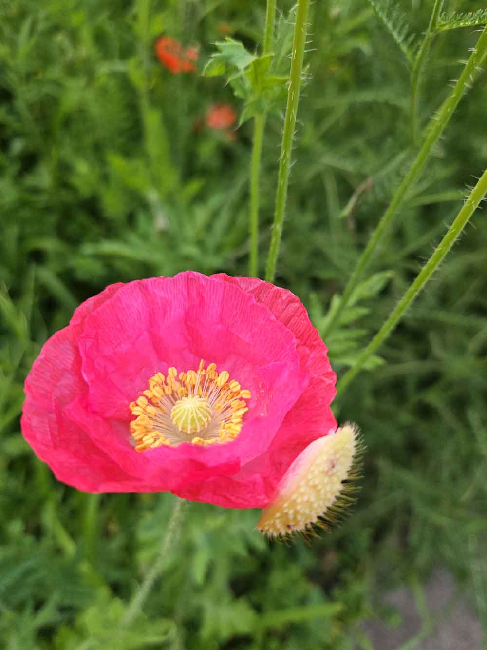 Poppies!