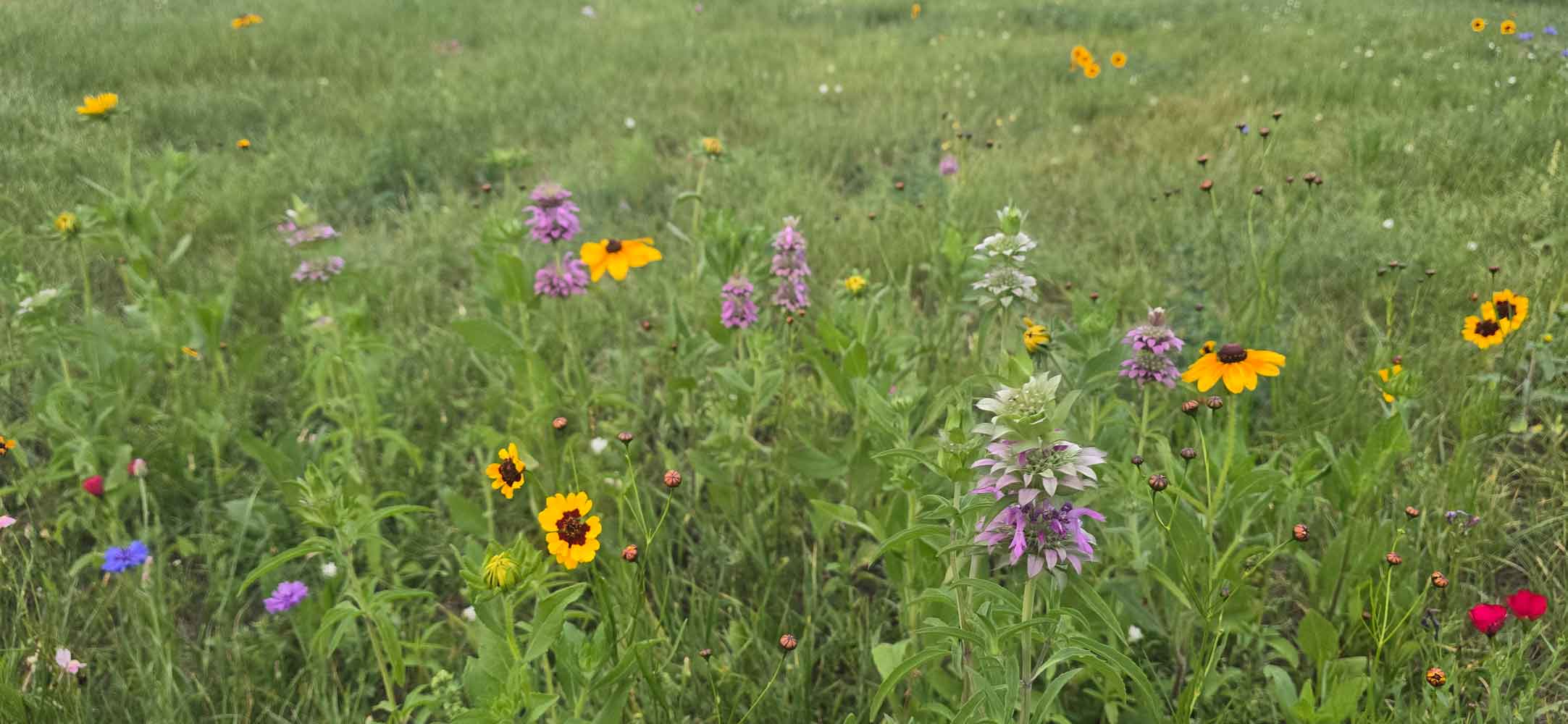 Field of Wildflowers