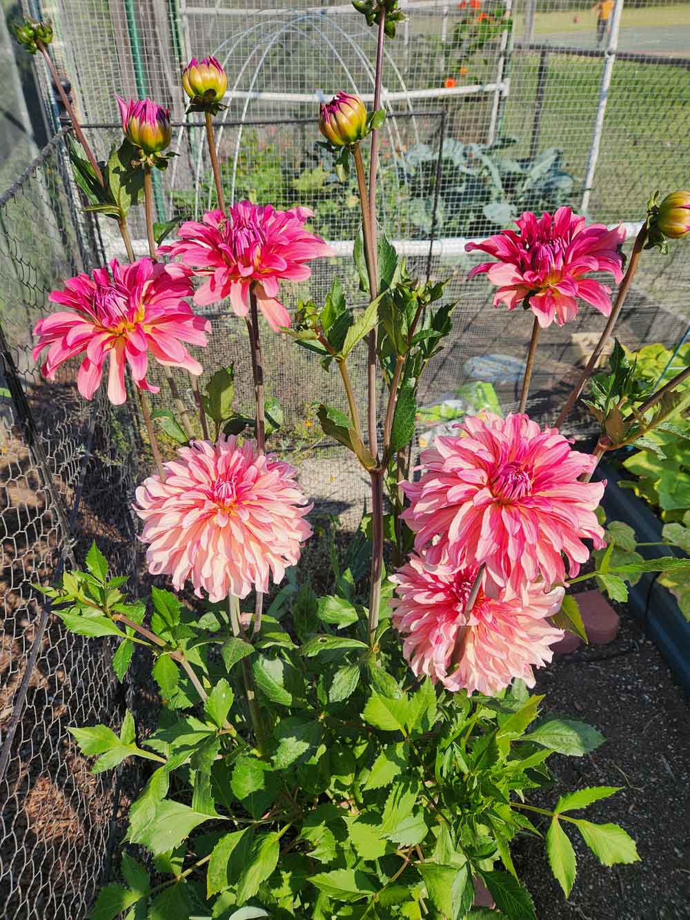 Dahlia Explosion