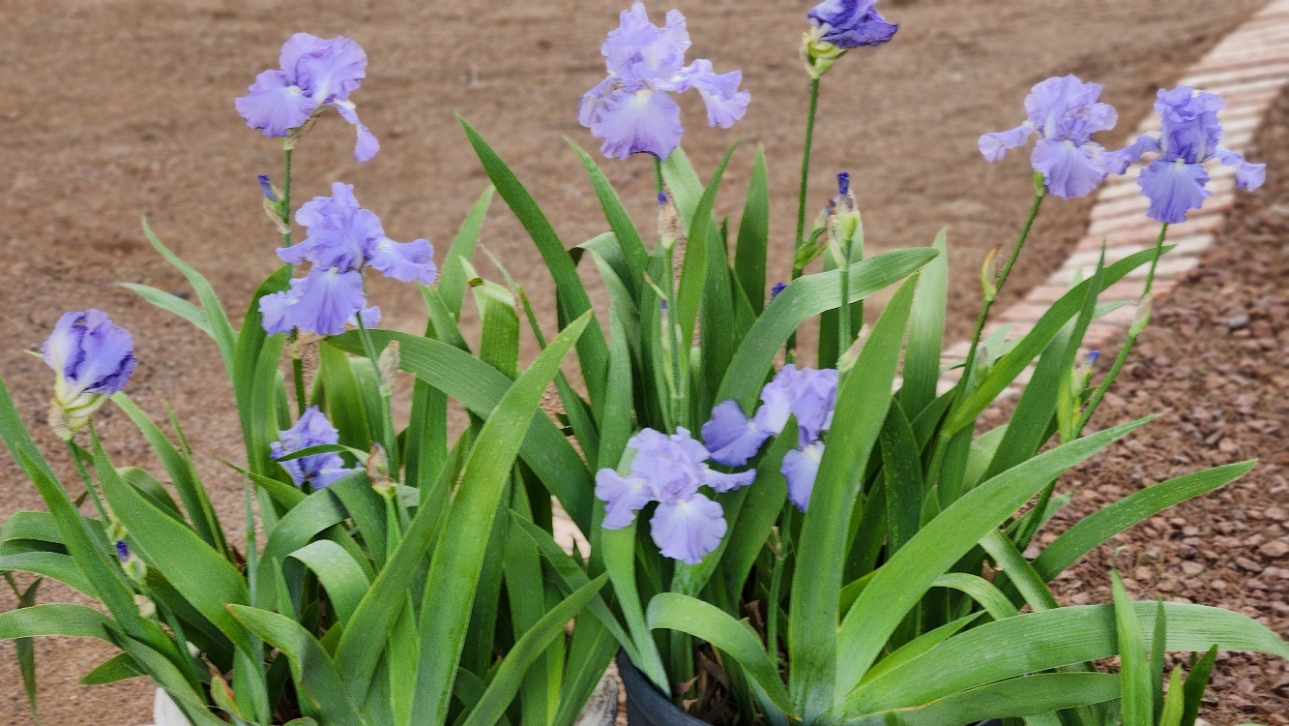 Iris