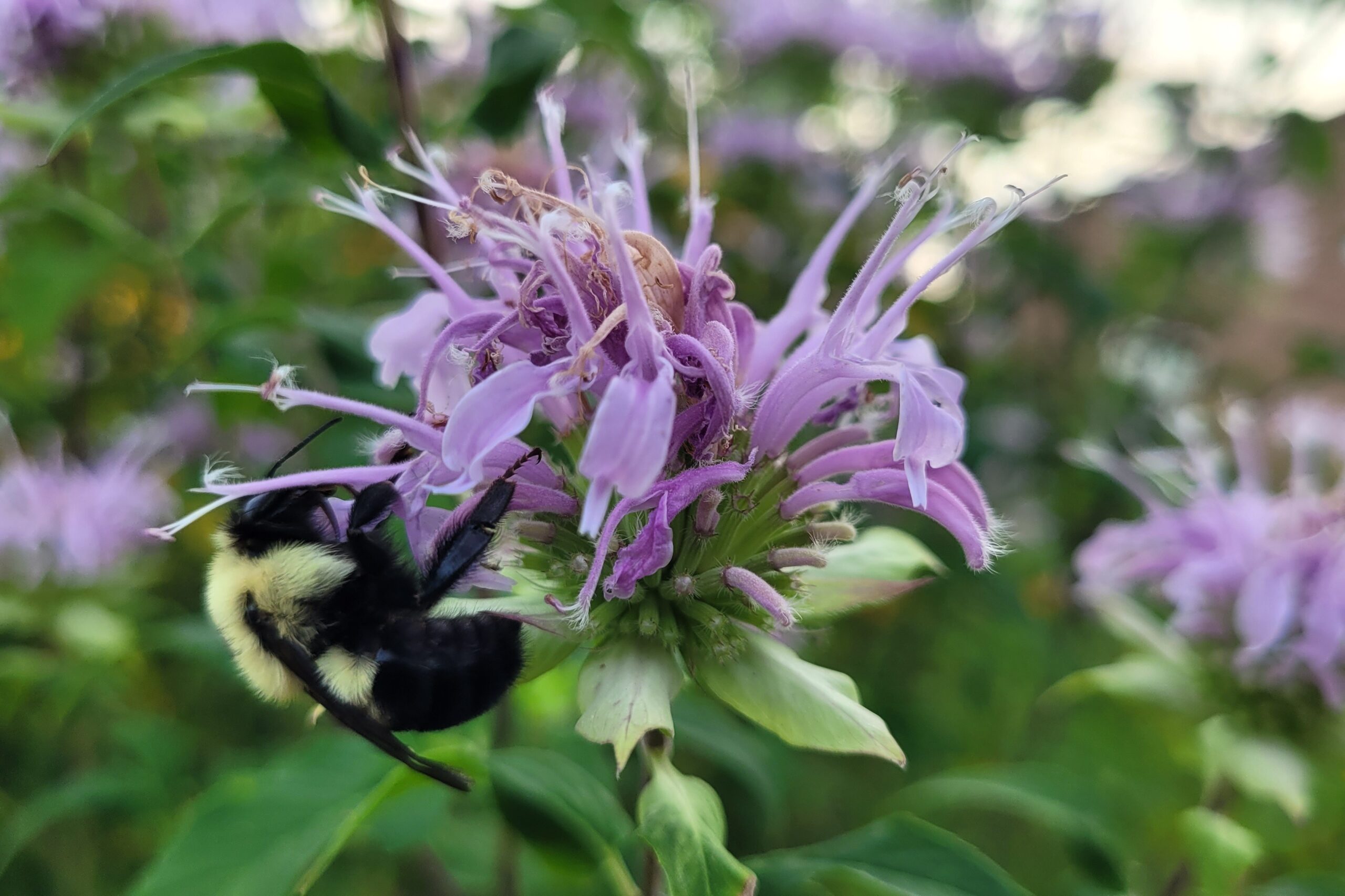 Bee Loving Its Balm!