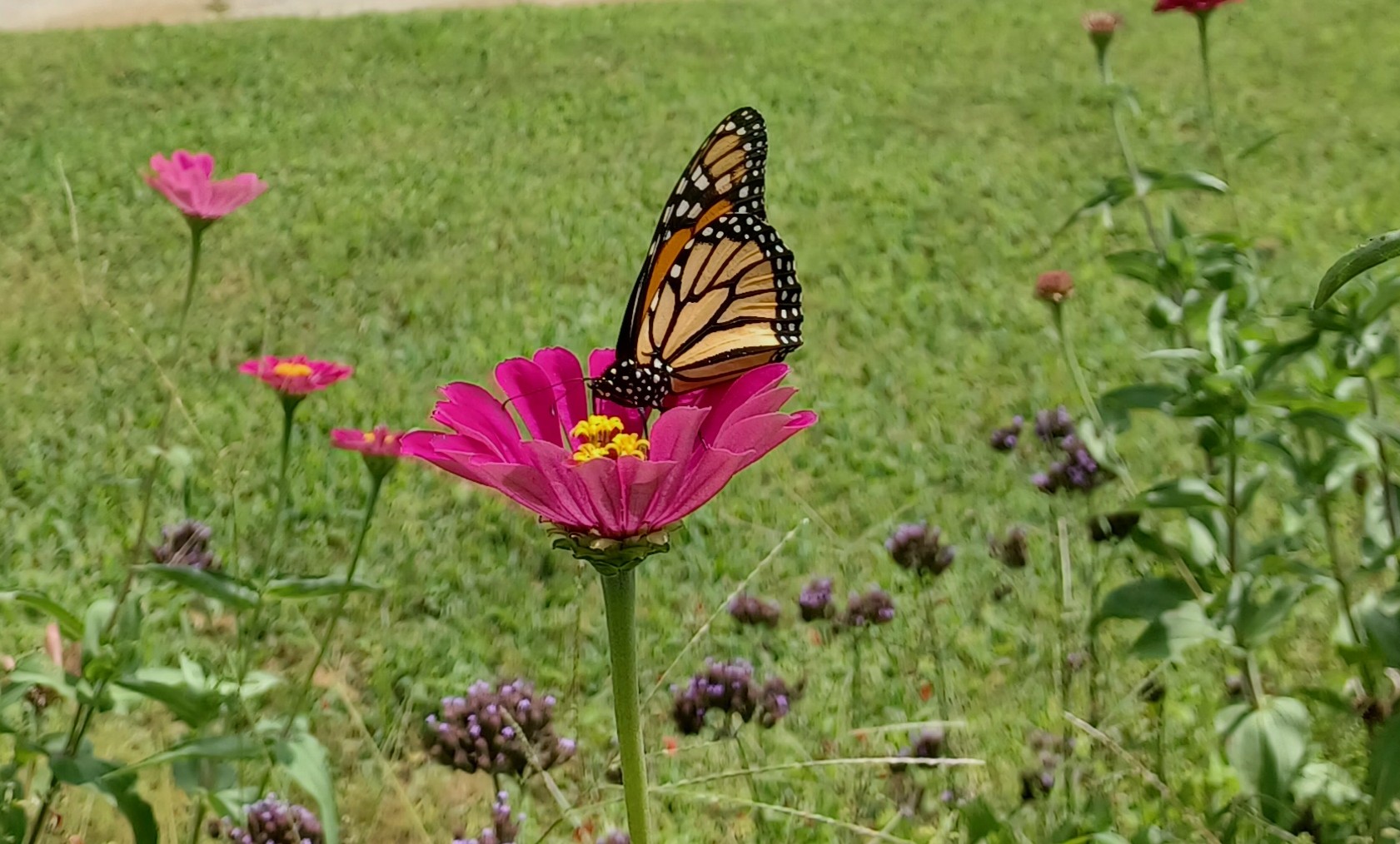 Monarch on zinnia