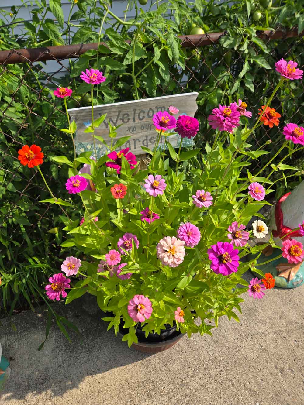 Love the Zinnias!
