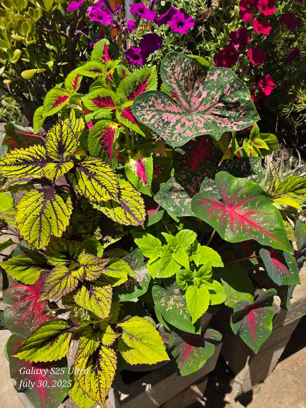 COLEUS, CALADIUMS AND TULIPS