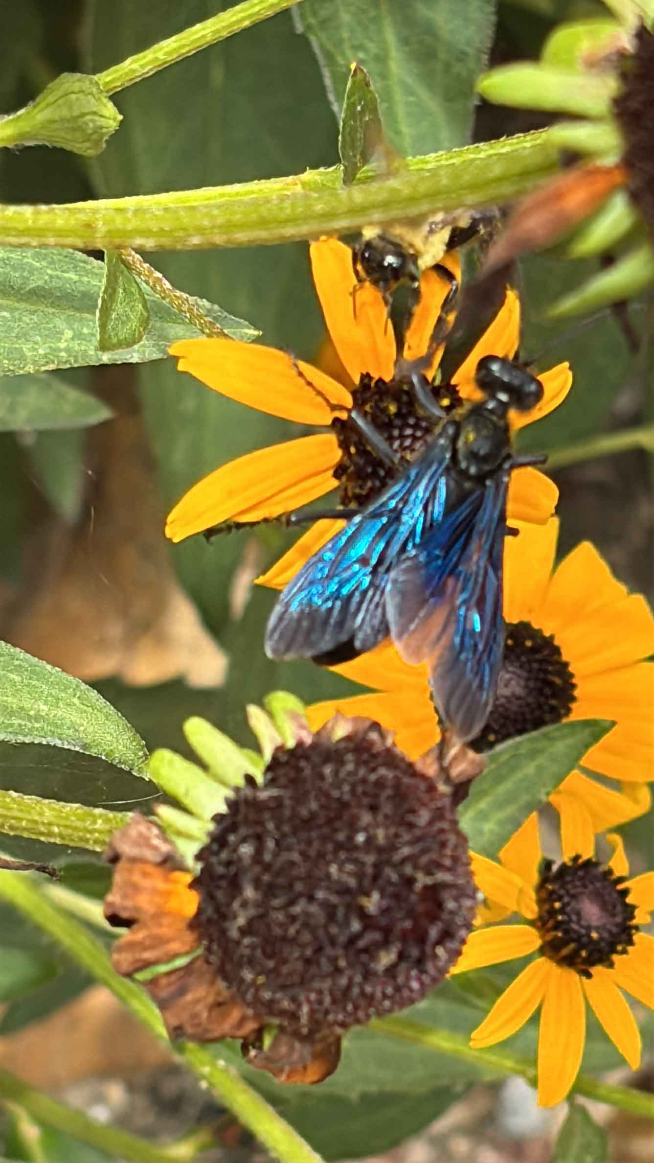 Unusual visitor
