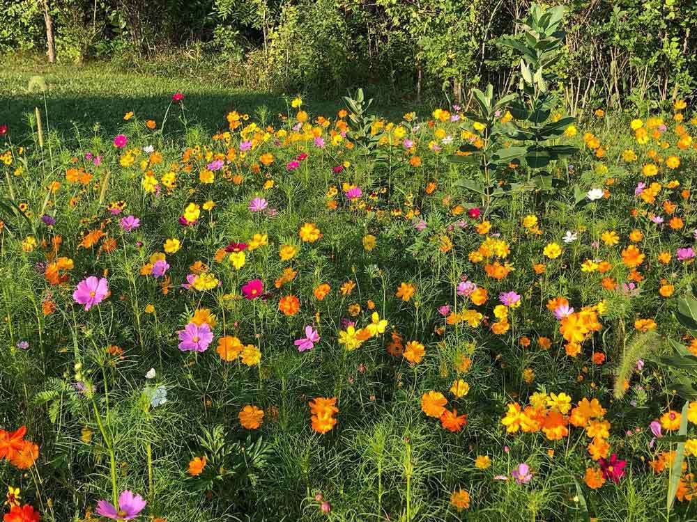 Midwest Wildflower Meadow