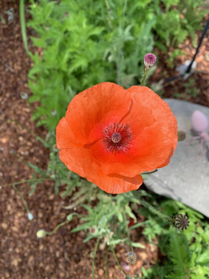 Surprise!!! California Poppy