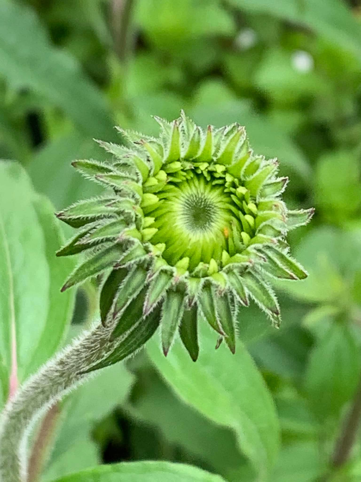Echinacea Pre-bloom