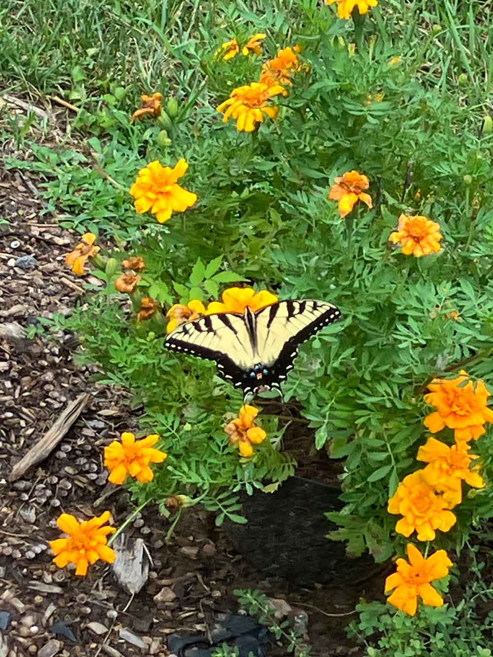 Eden Brothers seeds for pollinators!
