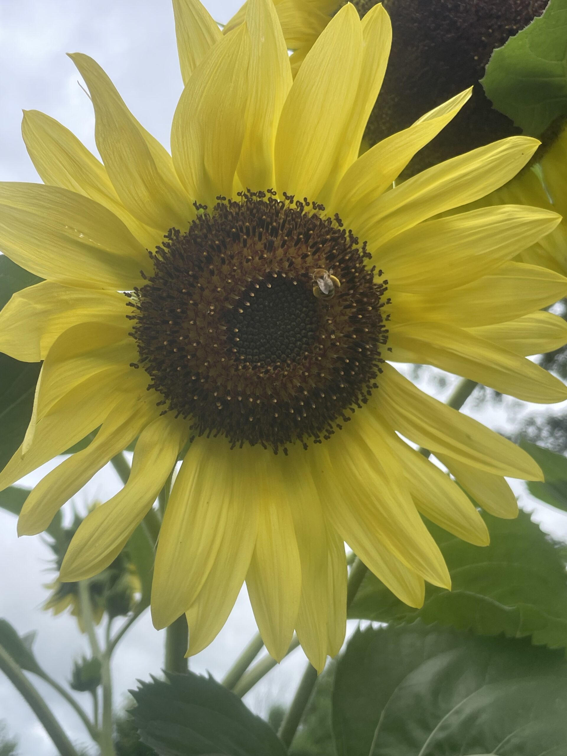 Pollinated sunflower