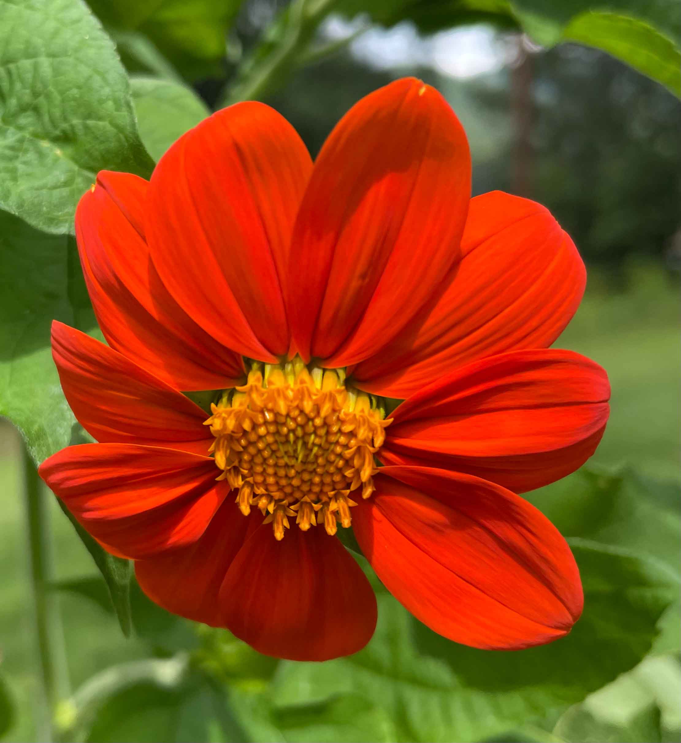 My Beautiful Mexican Sunflower! 🌻