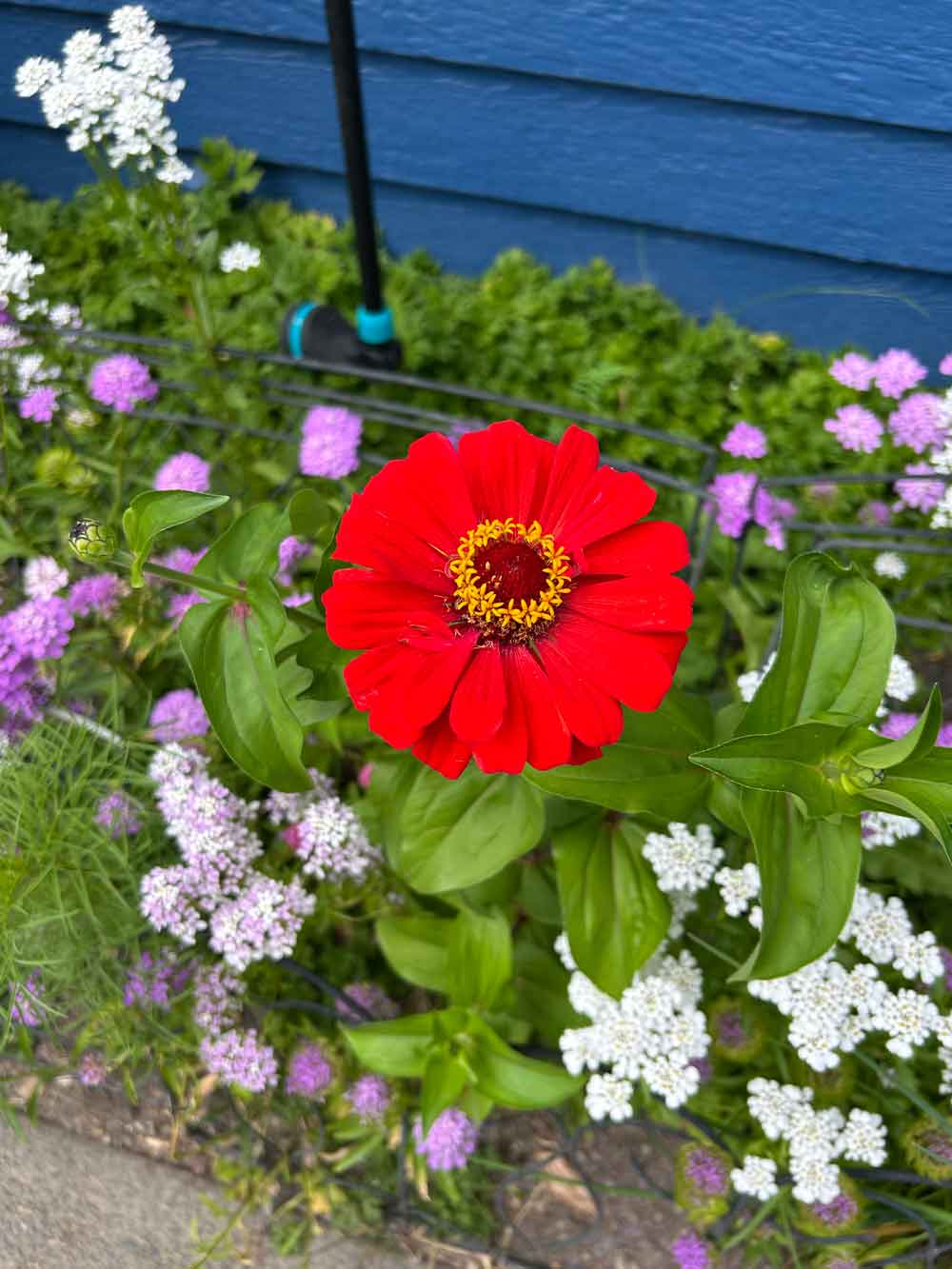 My first zinnia of the season!