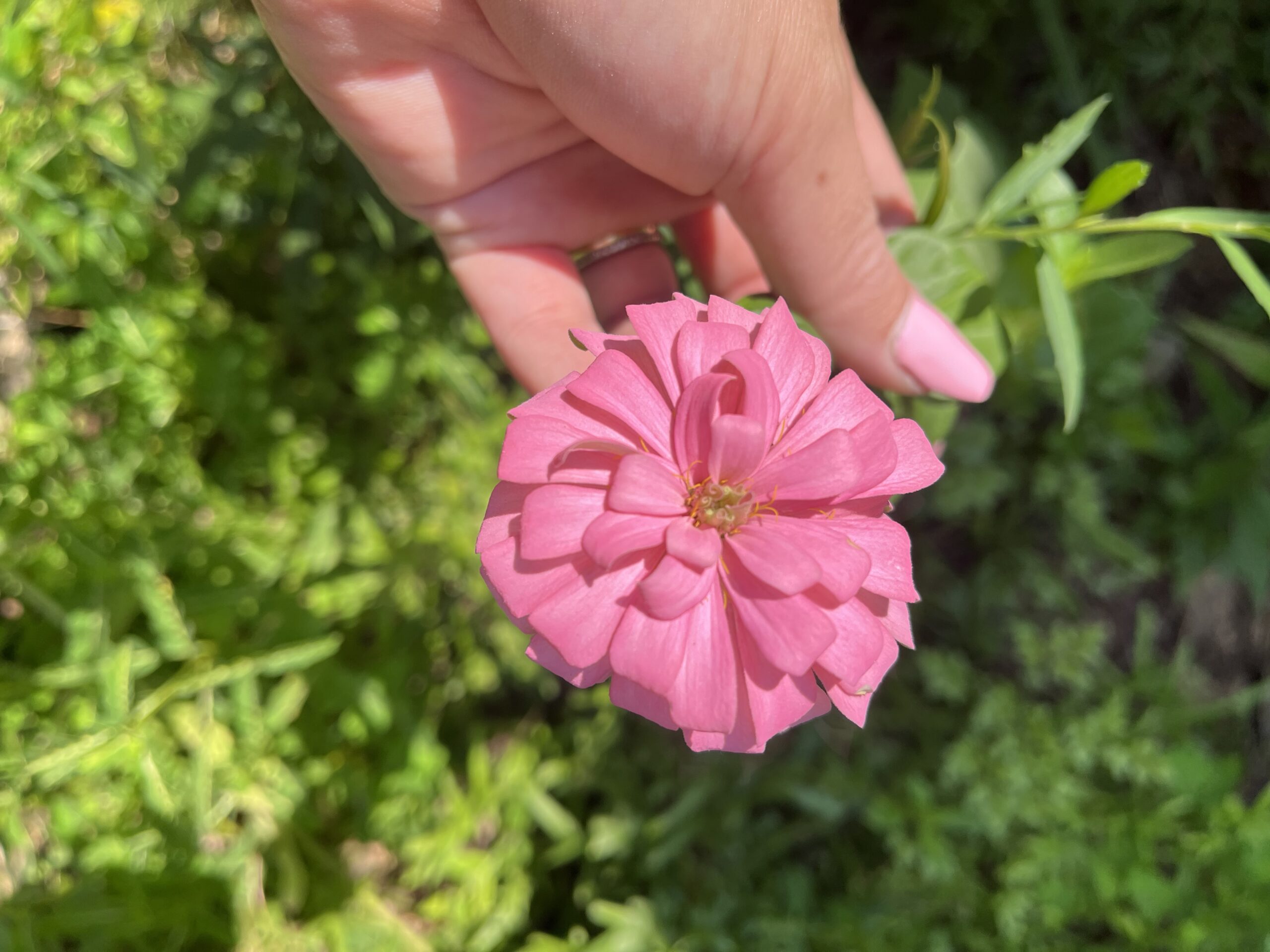 Pretty in pink