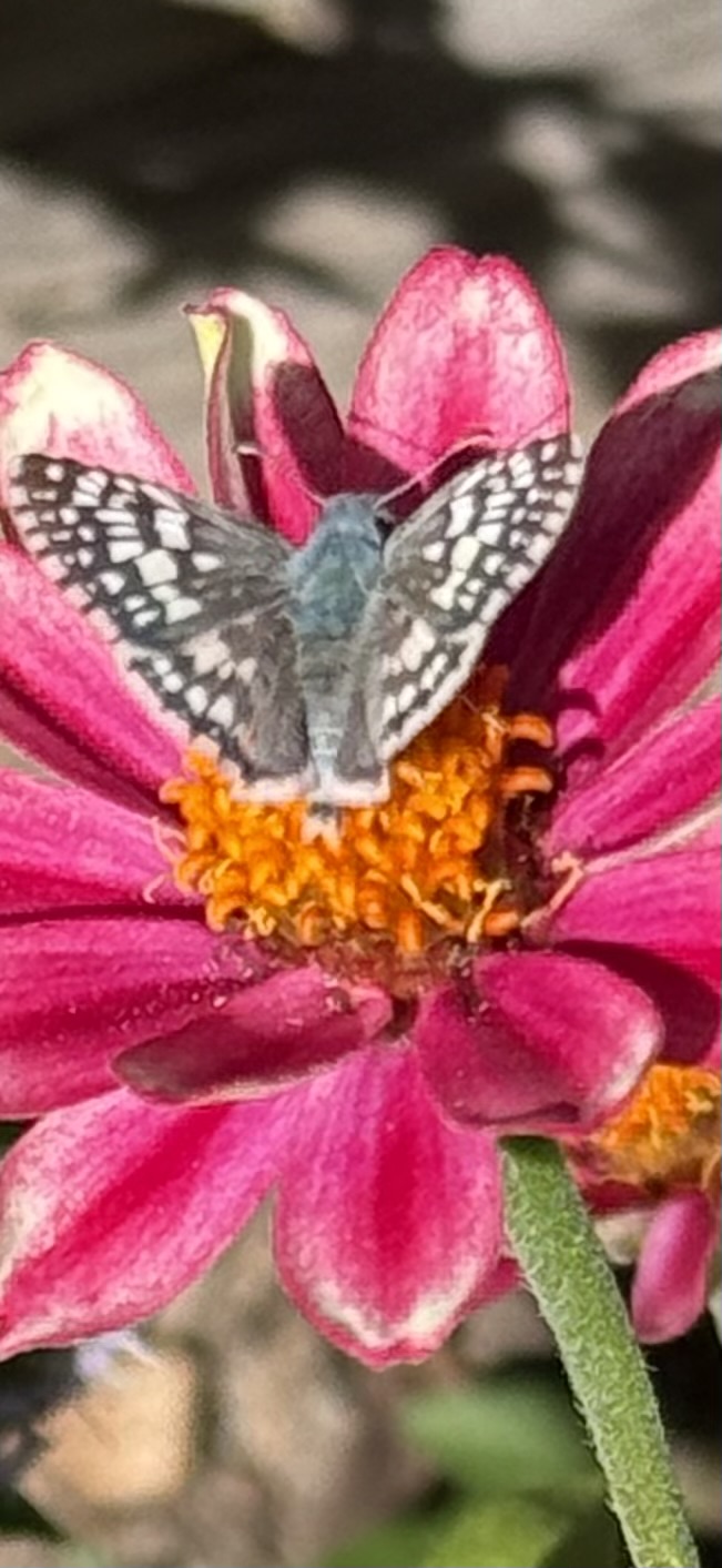 Butterflies love Zinnias