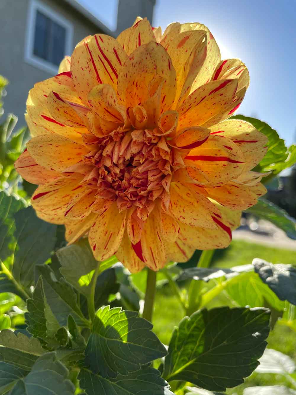 My Organic Sundown Therapy