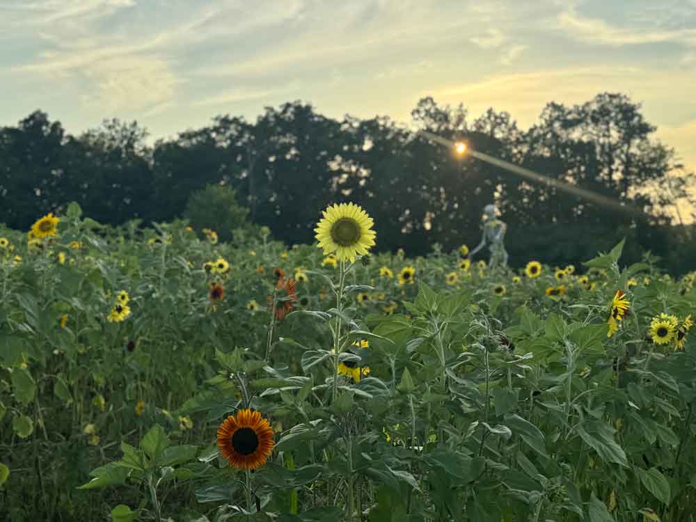 Our First Try at Sunflowers
