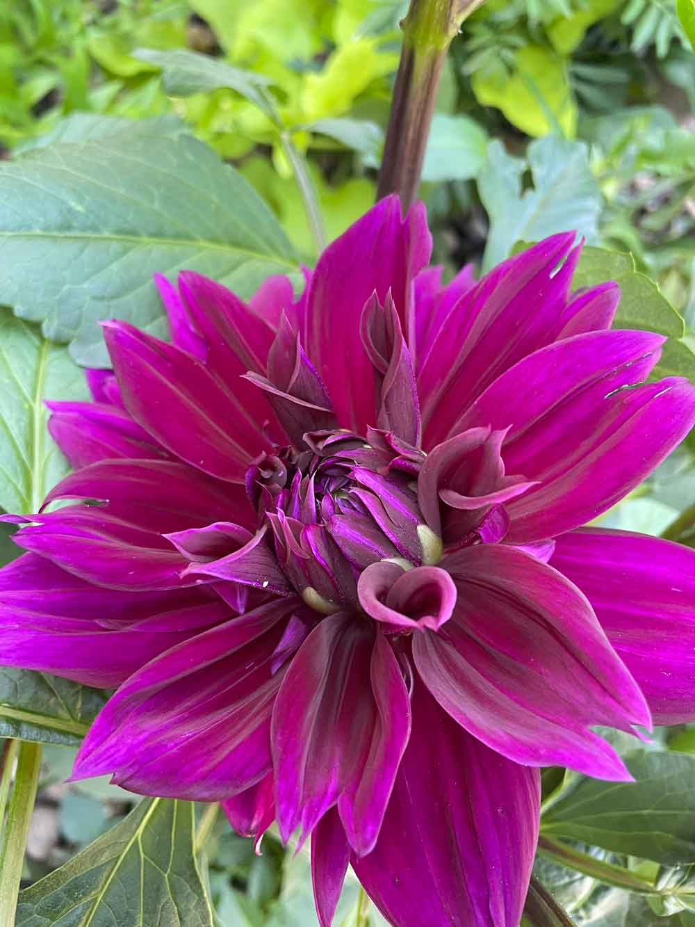 Dahlia