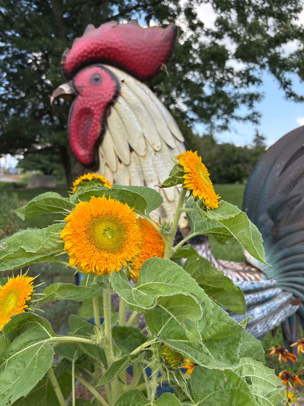Rooster/ teddy bear