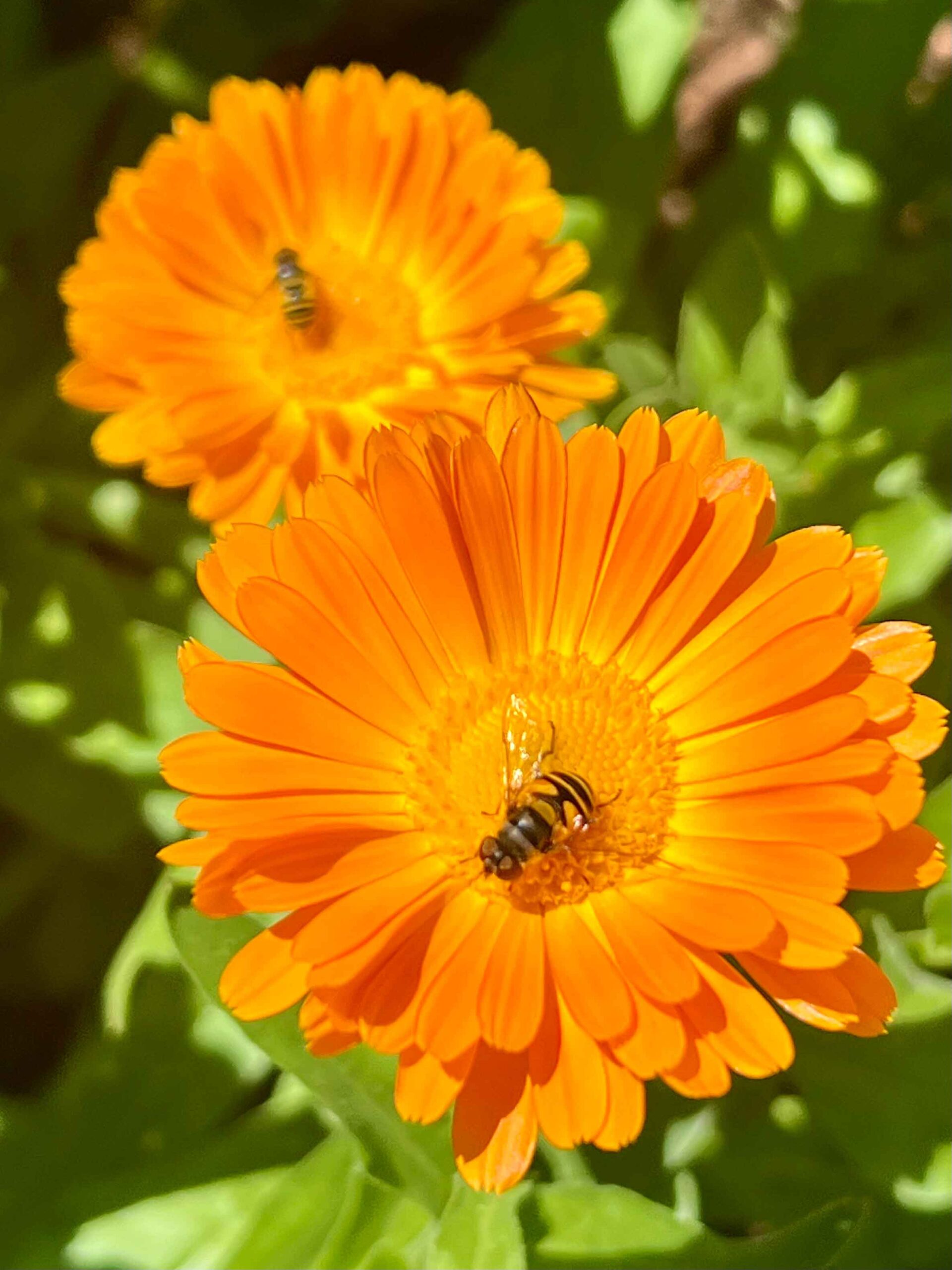 Pollinators at work!