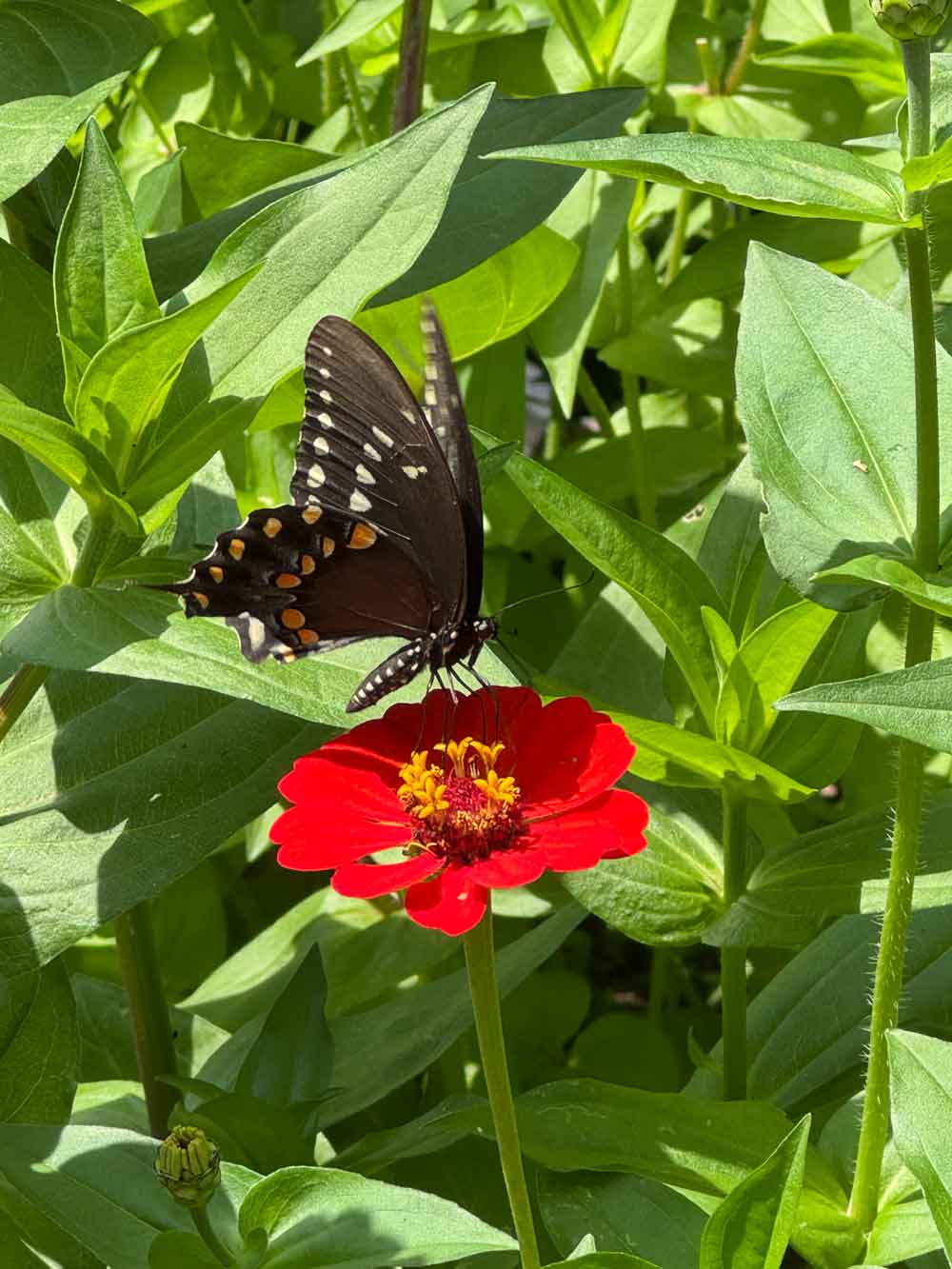 Swallowtail Heaven