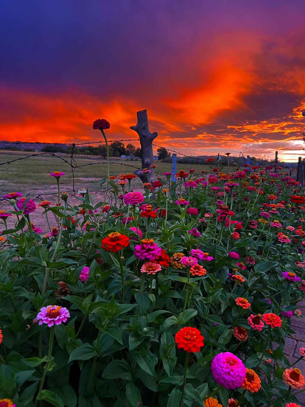 Sunset zinnias