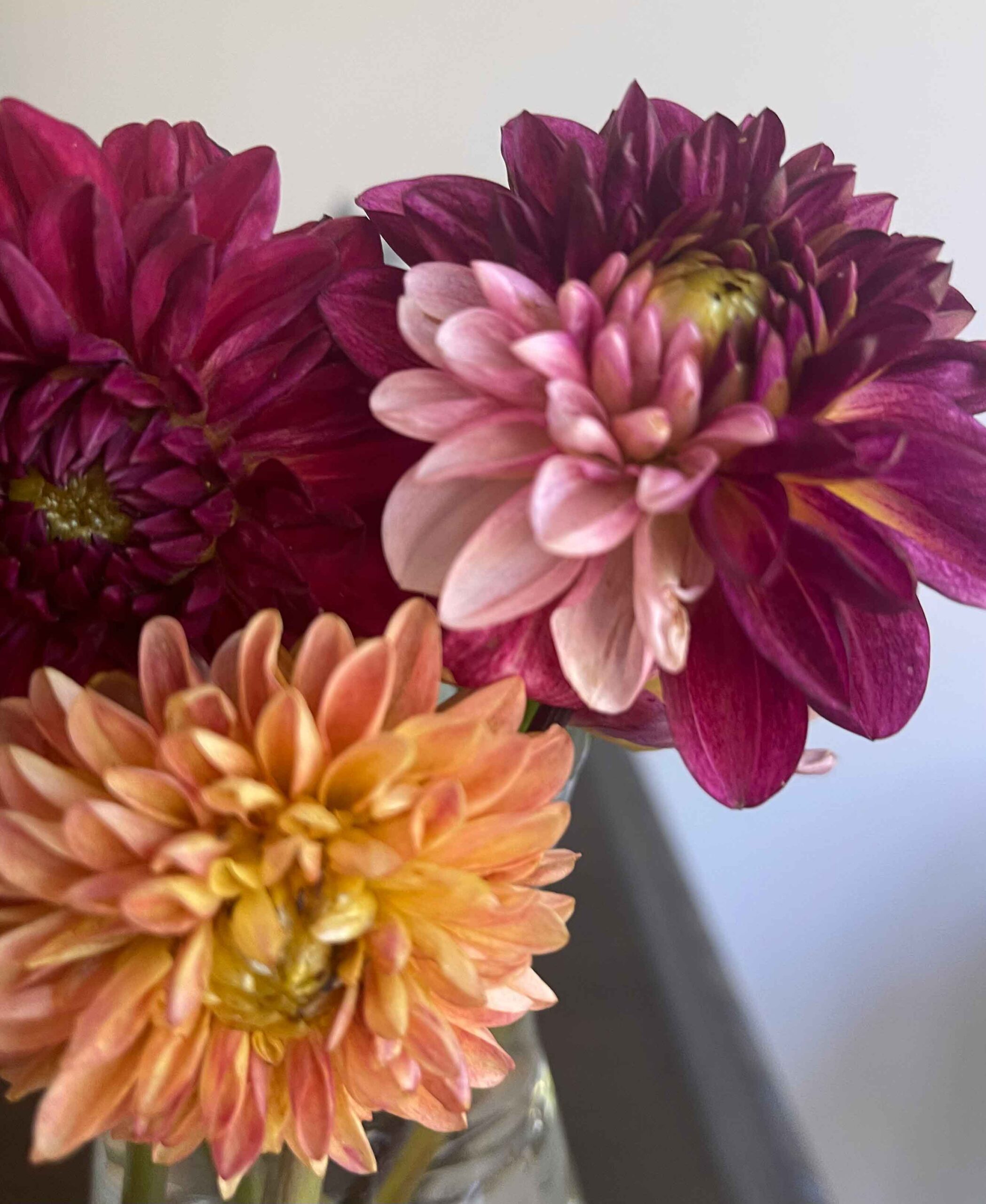 Split color Dahlia