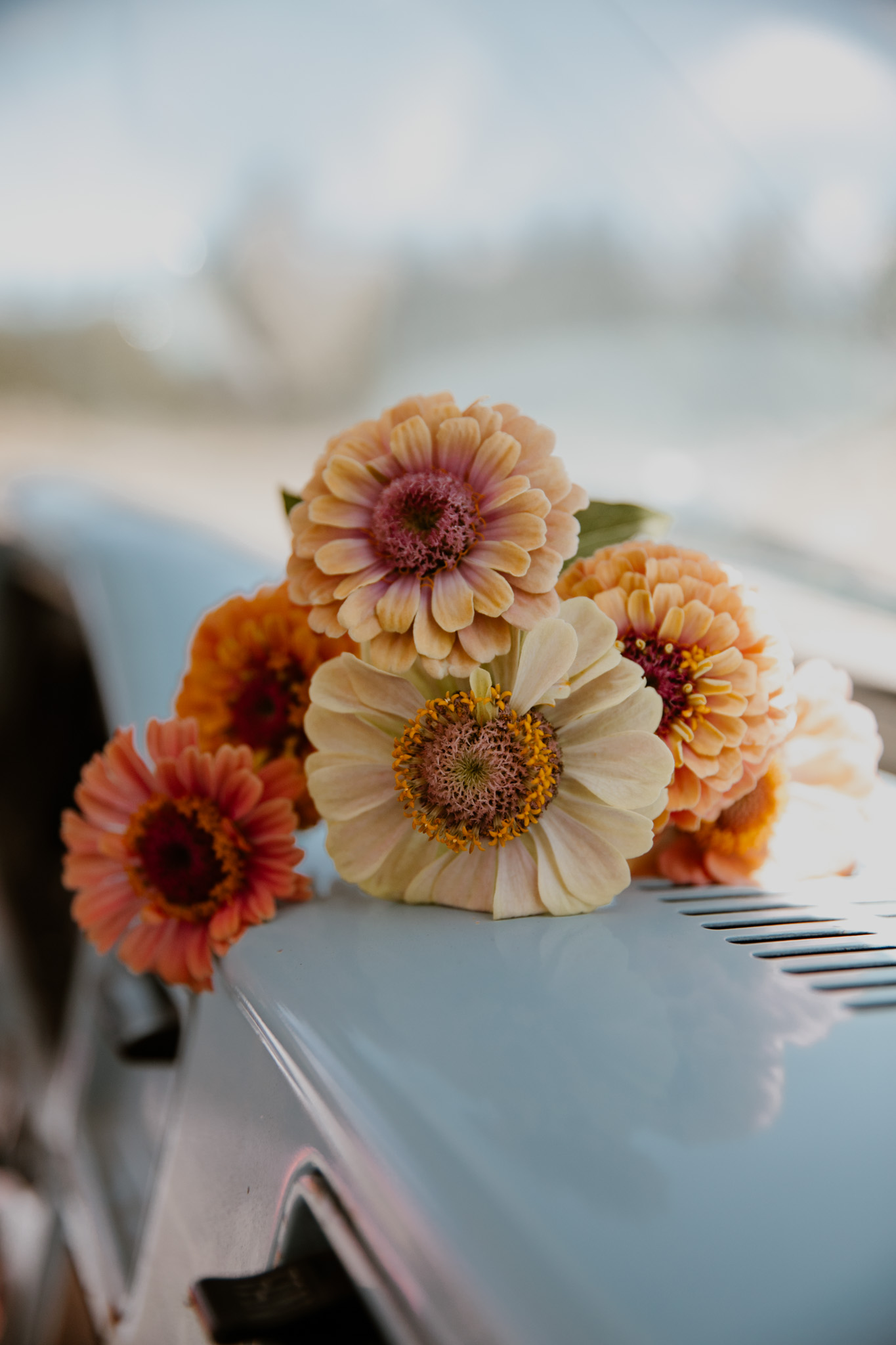 Vintage truck with zinnias